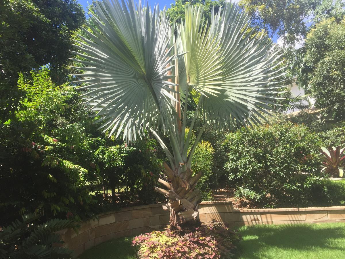 Balmoral Queenslander Brisbane Eksteriør bilde